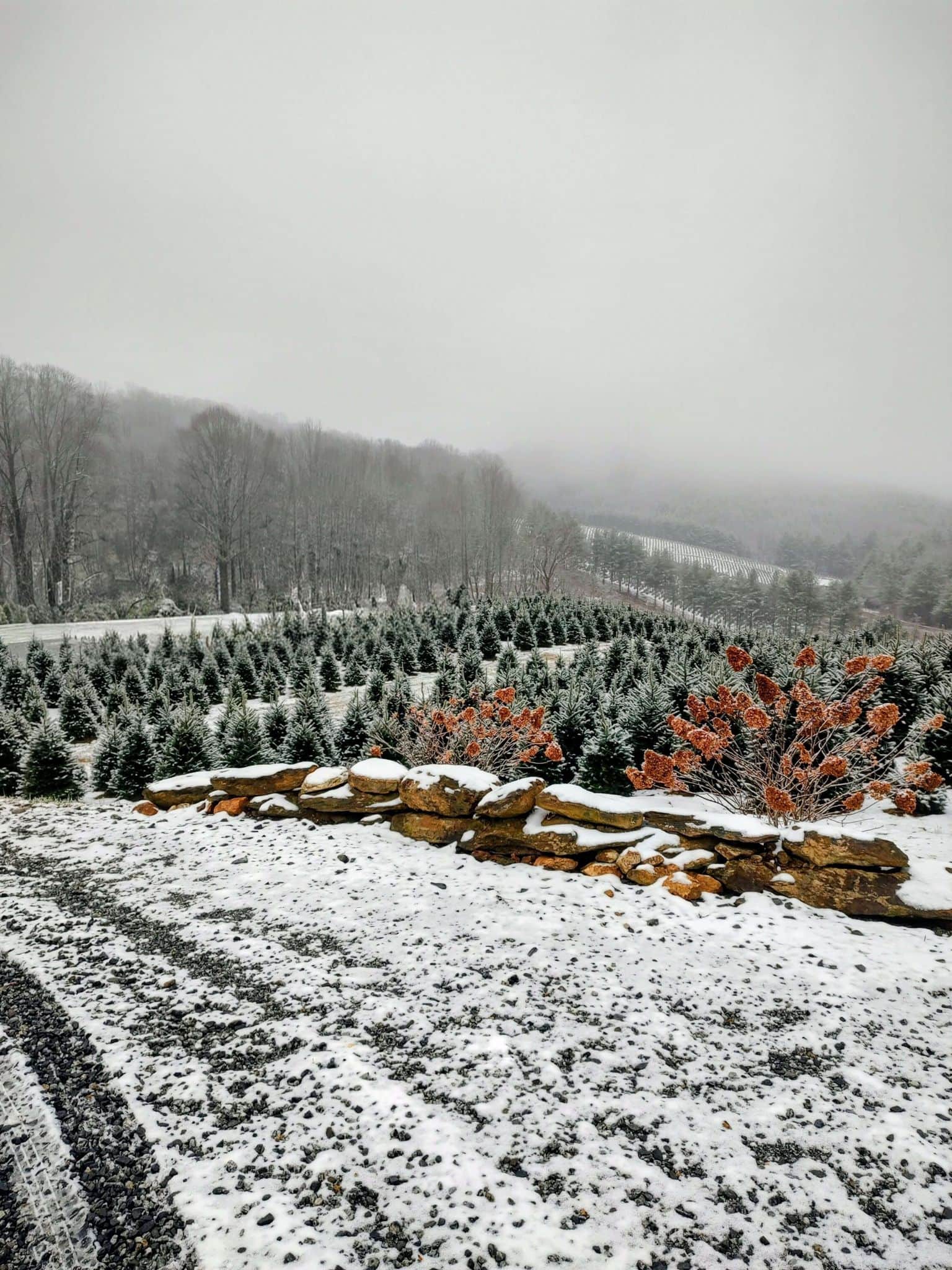 Snow-covered Fraser Fir field with the farm in North Carolina's High Country