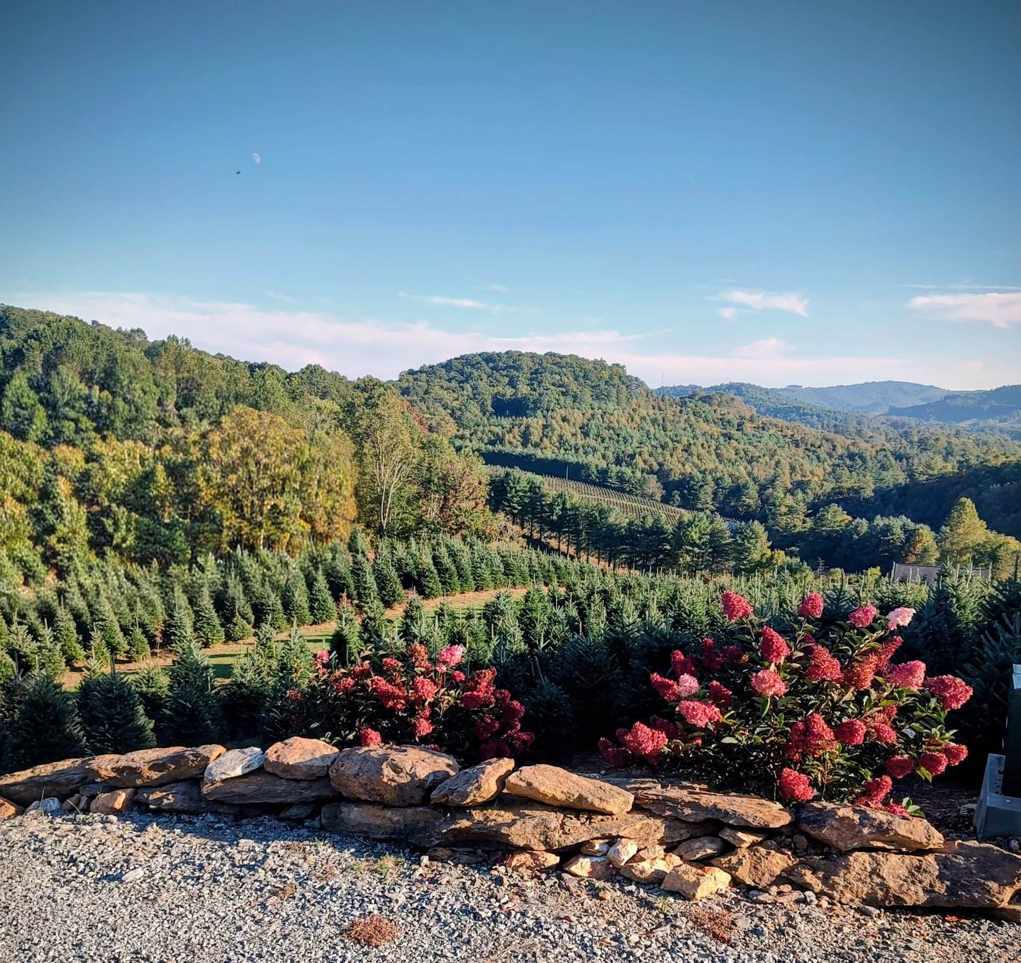 Rows of Fraser Fir Christmas trees growing on a mountainside at Peach Bottom Christmas Tree Farm