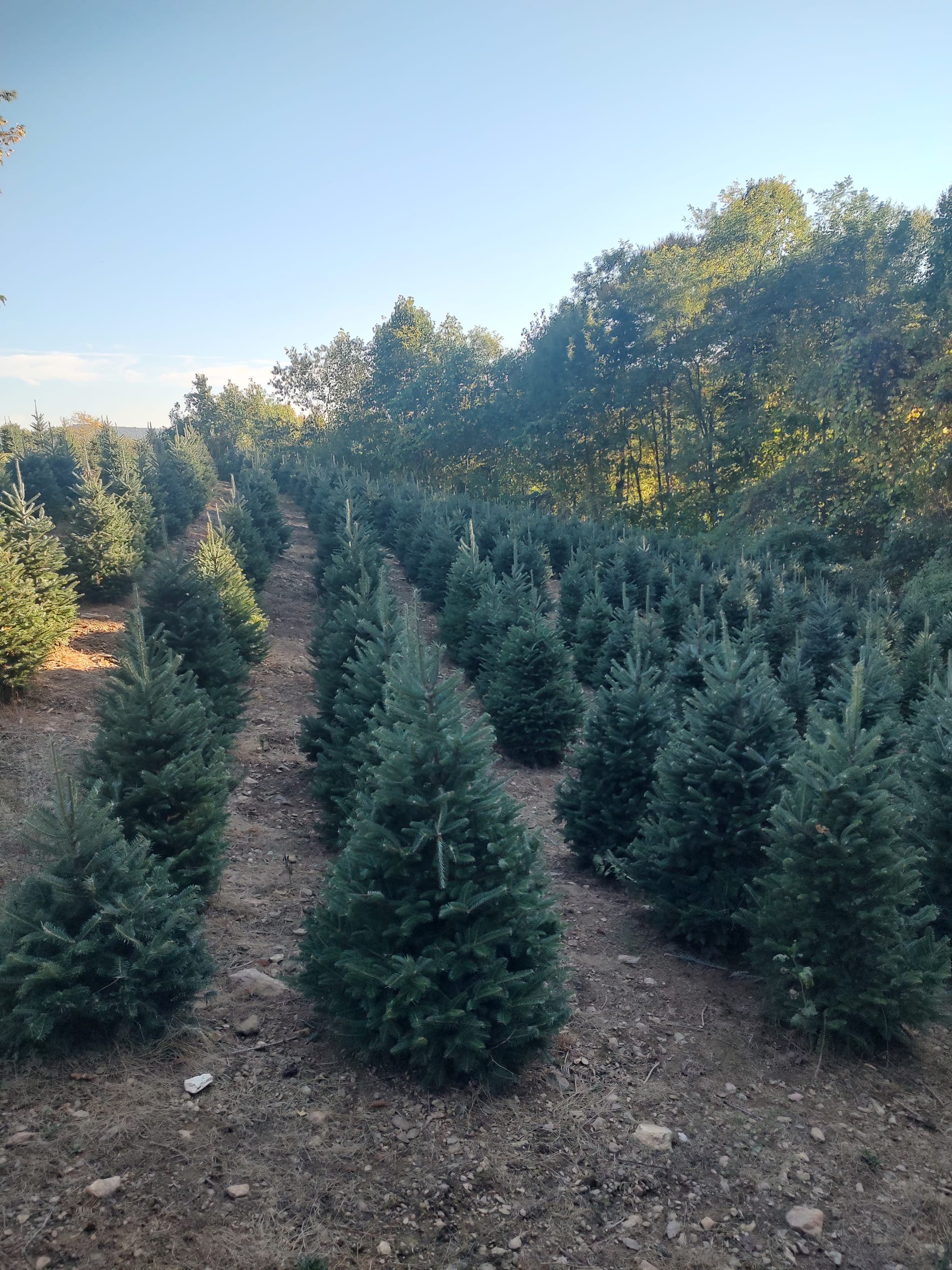 Mature Fraser Fir trees growing in rows on the farm