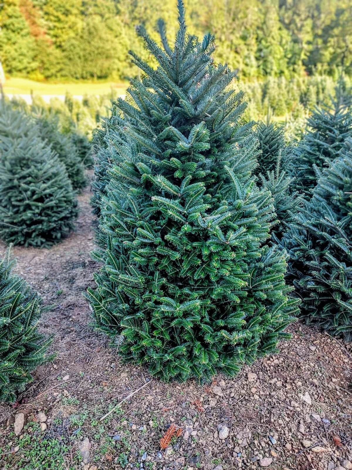 A perfectly shaped Fraser Fir growing in the field at Peach Bottom Christmas Tree Farm