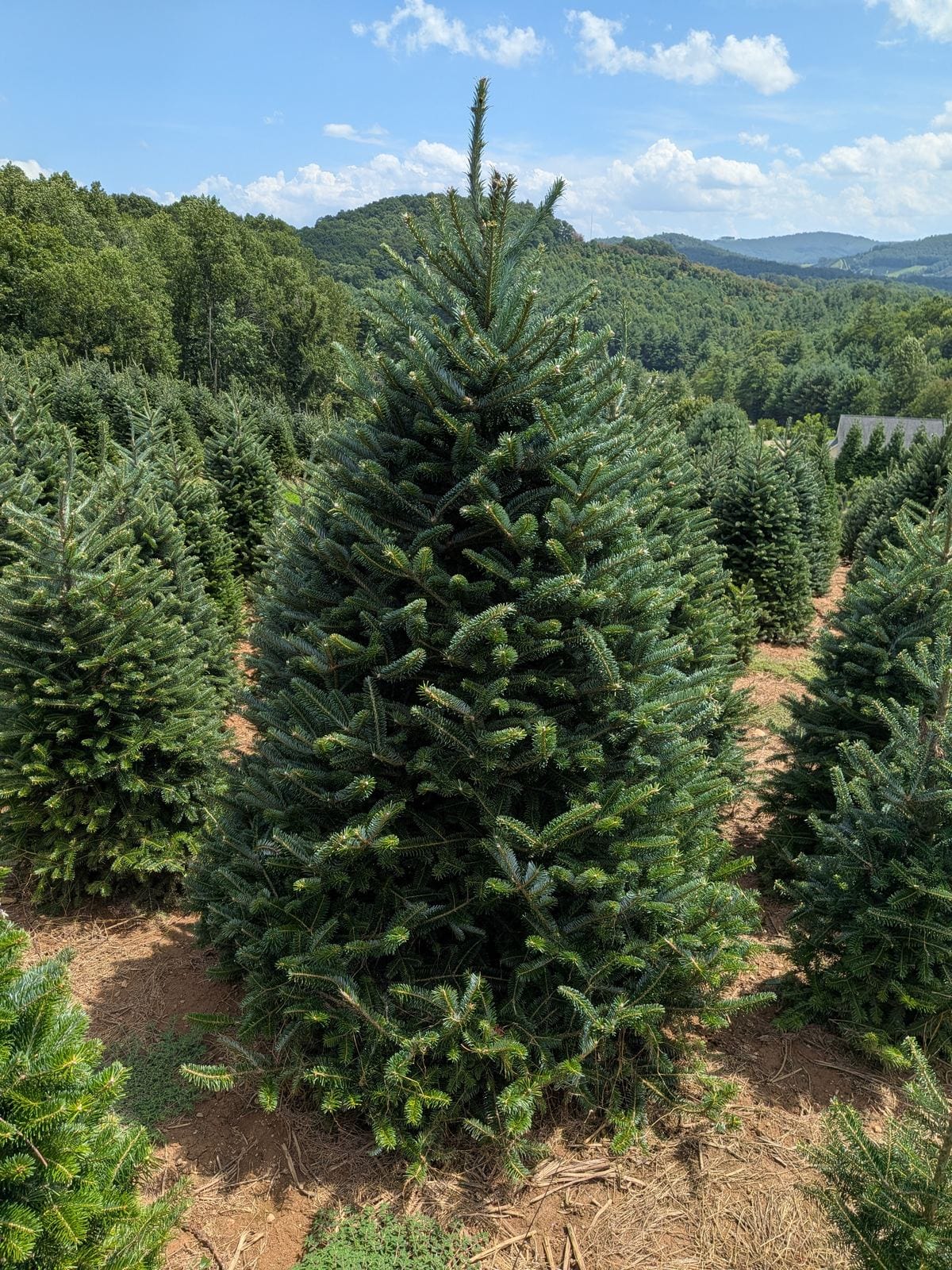 A full, well-shaped Fraser Fir standing in the field at Peach Bottom Christmas Tree Farm