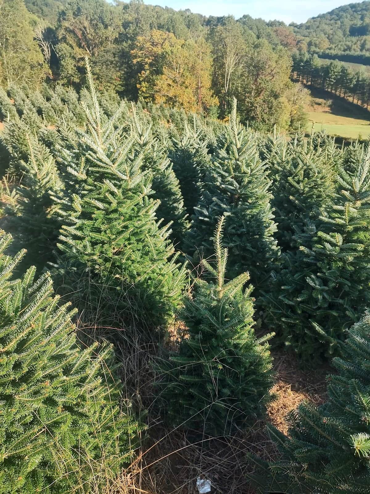 Rows of Fraser Fir Christmas trees growing in North Carolina's High Country