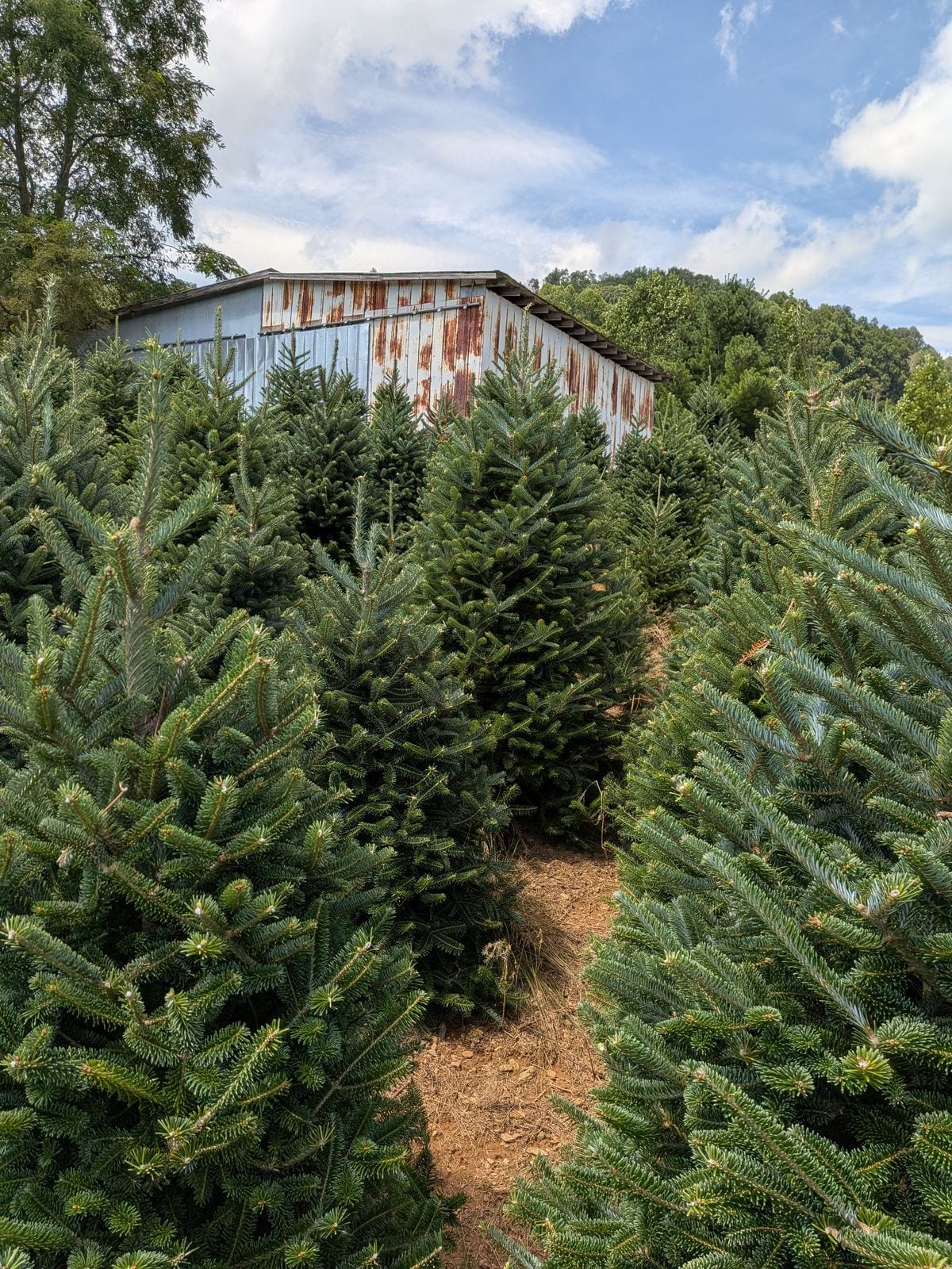 Rows of Fraser Firs leading up to the barn at Peach Bottom Christmas Tree Farm