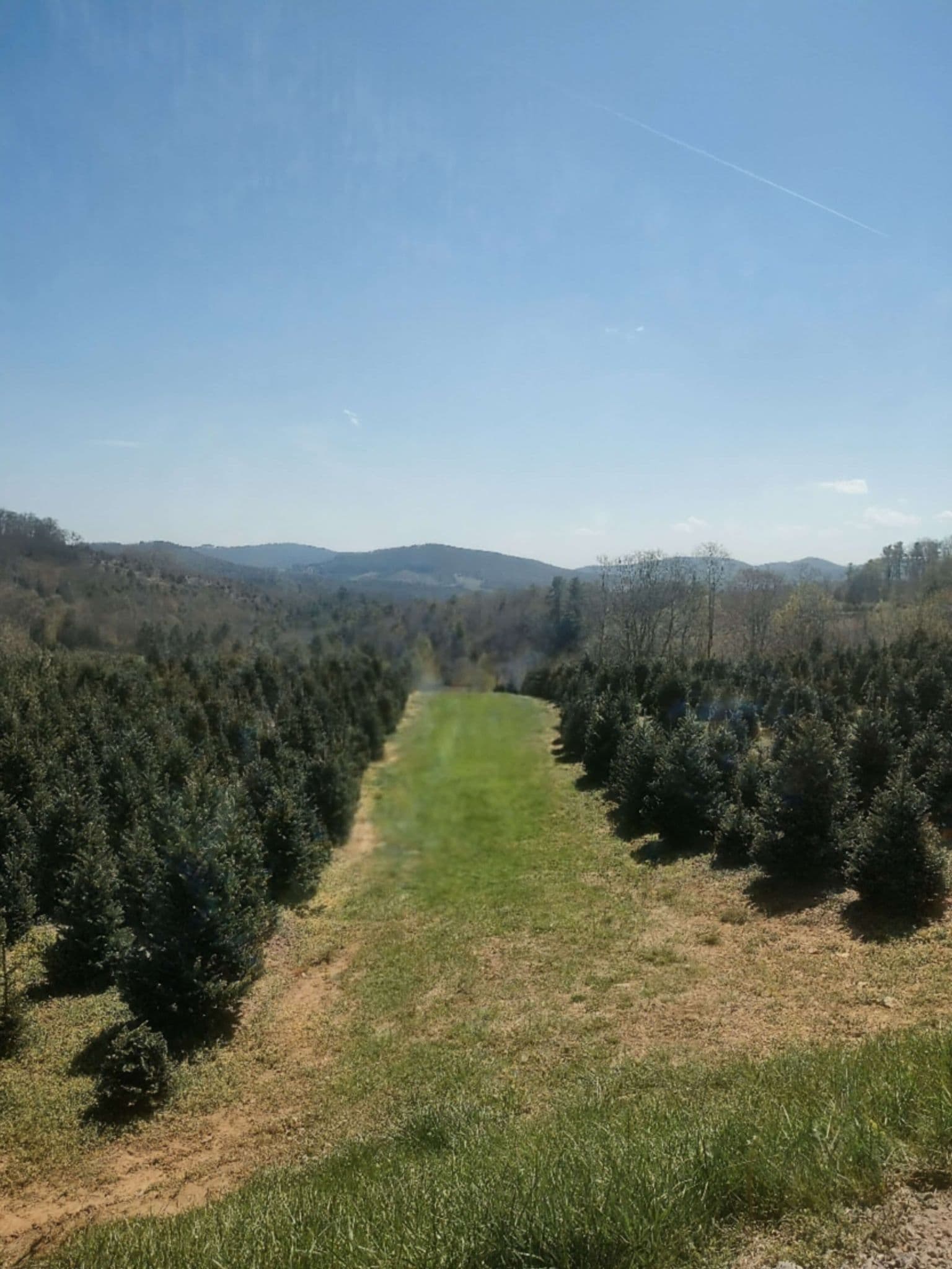 Rows of Fraser Fir trees growing on the farm in North Carolina's High Country