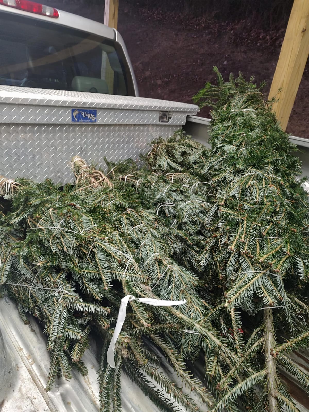 Fresh-cut Fraser Fir Christmas trees loaded on a pickup truck at harvest time